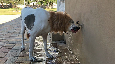 Halloween Great Dane Enjoys a Drink from the Tap