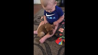 First meeting: Puppy preciously cuddles up next to baby