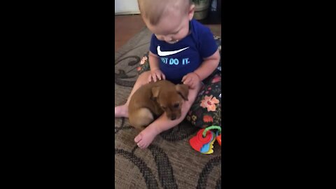 First meeting: Puppy preciously cuddles up next to baby