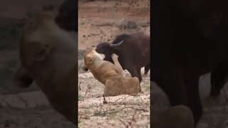 Lioness Catches Young Buffalo #shorts
