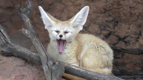 Beautiful Wildlife and Animals – Adorable Fennec Foxes in Zoo (2018)