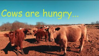 The cows think they are starving!