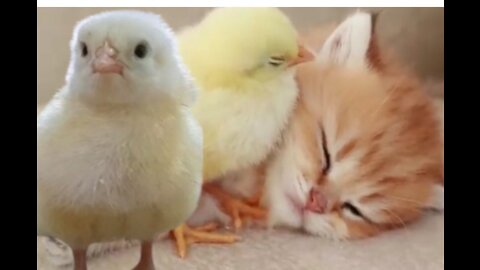 chick, cats, sleeping and playing