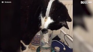 Ce chat veut boire comme les Hommes