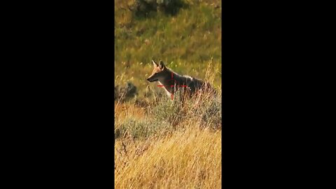 Hunting Coyotes #shorts #dogs #animals #hunter #088
