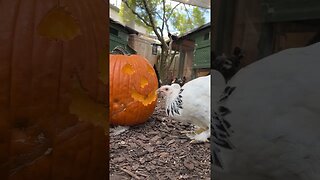 Chicken Carving a Pumpkin