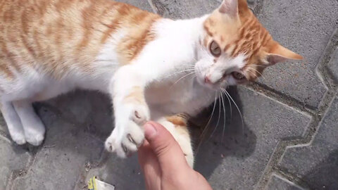(This Cat Bit Me) Fighting Stray Cat video