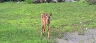 Very curious fawn