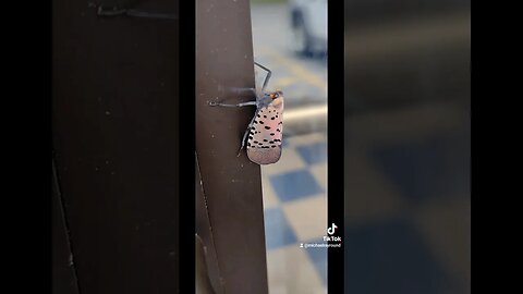 🦟 Spotted Lanternfly at work #shorts