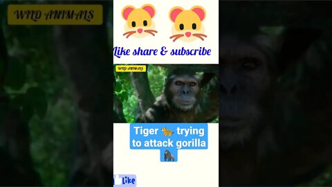 Tiger 🐆 trying to attack to gorilla 🦍#shorts #youtubeshorts