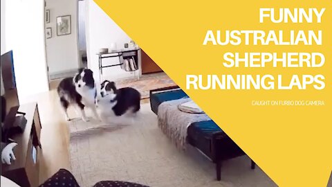 FUNNY Australian Shepherd Running Laps 😂😂