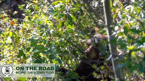 What happens when HIKERS ENCOUNTER A BEAR in the Grand Teton National Park... don't get too close.