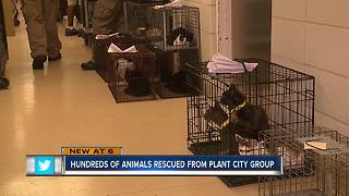 More than 200 cats taken from rescue group in Hillsborough County due to poor health concerns