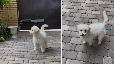 cute puppy playing and barking