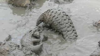 Un combat de boue...entre deux pangolins!