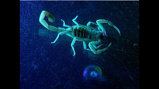 STINGS! 7 things to keep you safe during scorpion season - ABC15 Digital