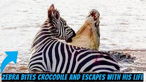 Zebra bites crocodile and escapes with his life