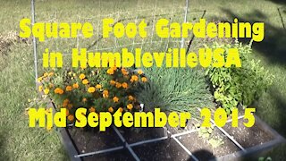 SFG Square Foot Garden 2015 mid September update - More water, vertical growing tip, marigolds, deer