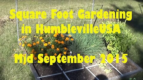 SFG Square Foot Garden 2015 mid September update - More water, vertical growing tip, marigolds, deer