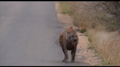 Hyena after finishing hippo’s carcass #wildlifemagictv #wildlifemagic #wildlife #wild