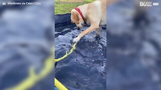 Cadela atrapalhada brinca com mangueira e cai para fora da piscina