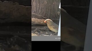 Pretty 😍 little female cardinal🐦showing off #cute #funny #animal #nature #wildlife #trailcam #farm