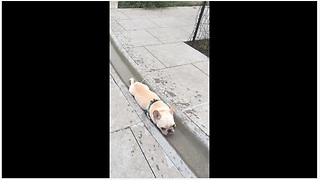 Small dog fits perfectly into waterway for drink