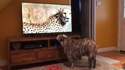 Bulldog Sees Cheetah On TV, Calls Sister For Backup