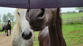 Confused horses come close to investigate new umbrella