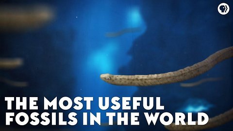 The Most Useful Fossils In The World