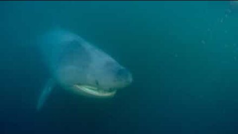 Il croise la route d'un requin pèlerin en Écosse