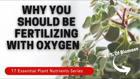 The One Nutrient That Makes Up 45% Of Plant Biomass. How To Fertilize With Oxygen. Plantmas ep. 9