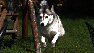 Dogs jumping in high quality super slow motion