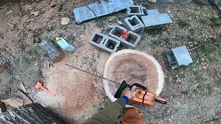 Bucking a big red oak with the Echo CS 590