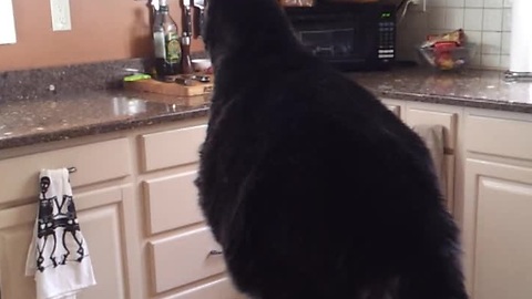 Cat's jump attempt ends in hilarious failure