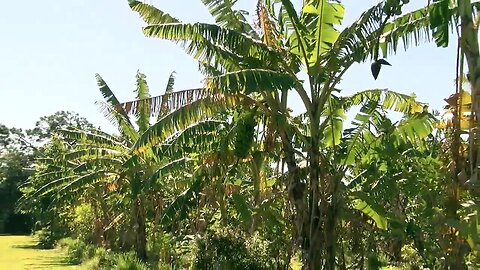 Bradenton farmer grows variety of fruits, vegetables in his backyard