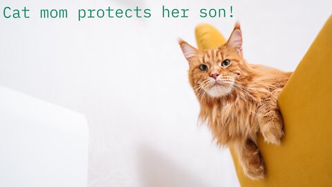Cat mom protects her son!