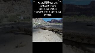 There are actually more venomous snakes in Australia than non venomous snakes #snakes #shorts