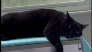 Adopting a Cat from a Shelter Vlog - Cute Precious Piper Totally Relaxes at Her Spa #shorts