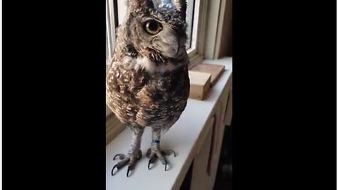 Baby Owl Sings Along With Its Owner