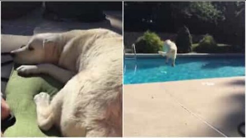 Cão cansa-se da dona e salta para a piscina