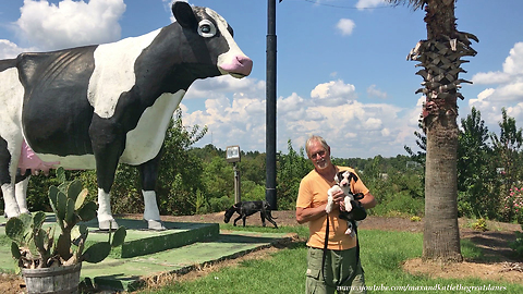 Tourist Great Danes Visit Giant Cow in Valdosta, Georgia