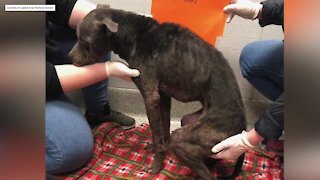 A dog continues to fight for his life after he was found at Sharp Park starving and wounded.