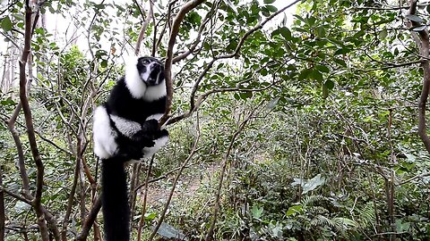 black and white lemur sound