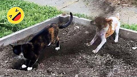 Funniest Cats And Dogs Videos 😁 Funny Animal Videos 2024 😸 Part 71