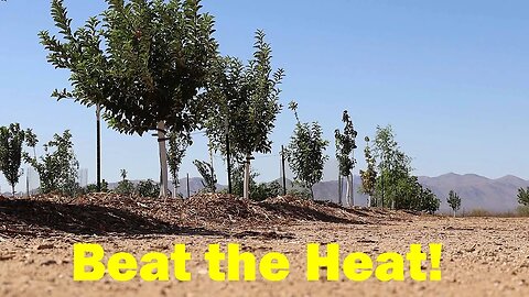 Drought, Heat & Fruit Trees | Summer Watering Schedule
