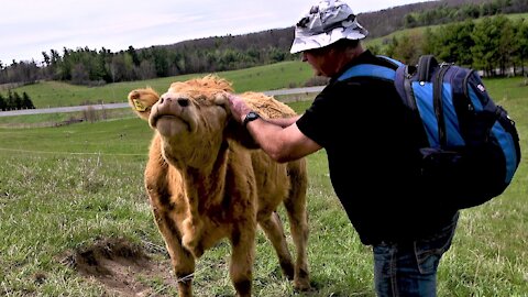 Cow with itchy face seeks help from her human friend