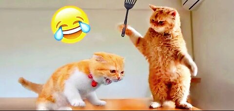 Most funniest cats ever can't control to laugh🤣