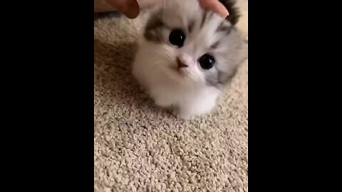 Cute cat