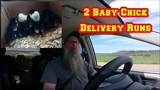 Groovy CHICKS Delivered | Marans, Whiting True Blues, Easter Eggers, Olive Eggers